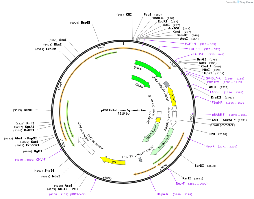 22163-plasmid-map-sequence-id-171239