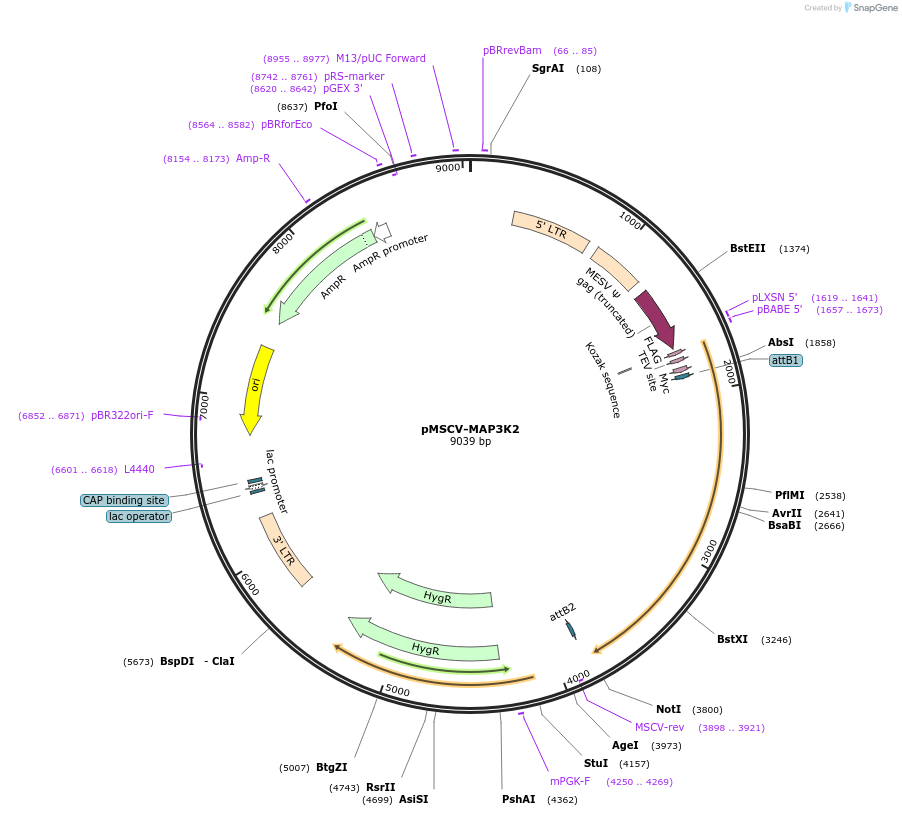 85652-plasmid-map-sequence-id-171243