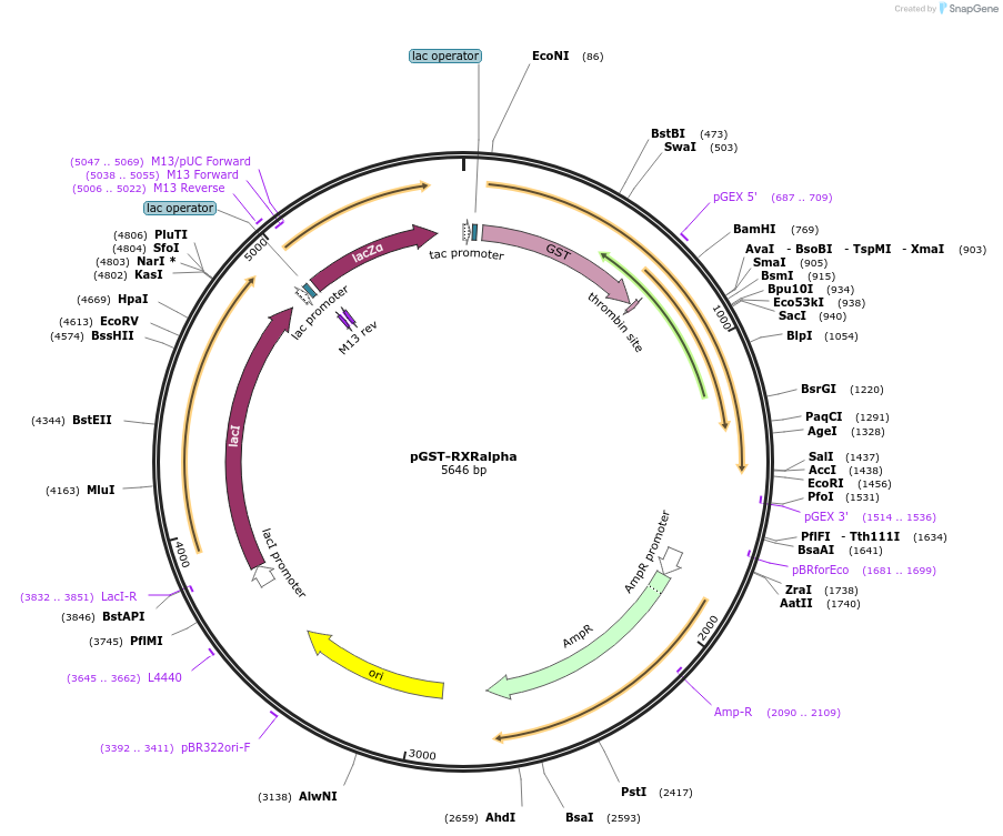 16547-plasmid-map-sequence-id-171247