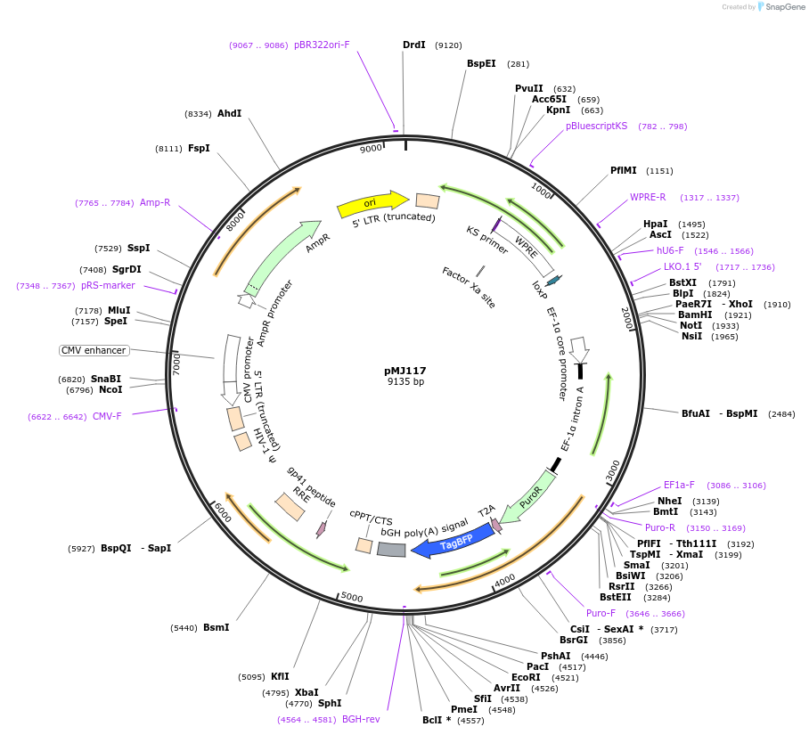 85997-plasmid-map-sequence-id-171250