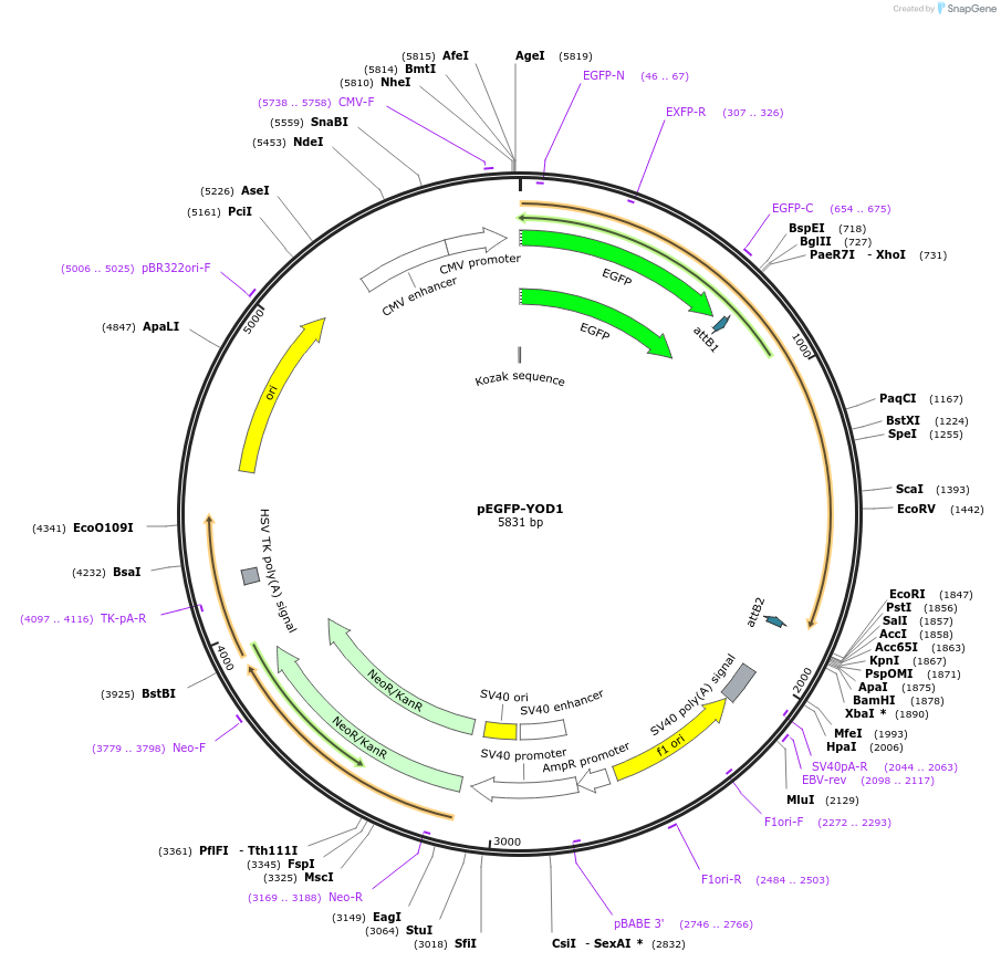 85664-plasmid-map-sequence-id-171254