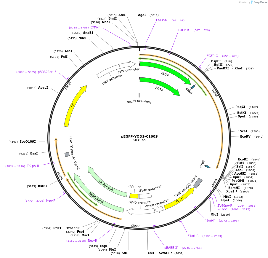 85666-plasmid-map-sequence-id-171255