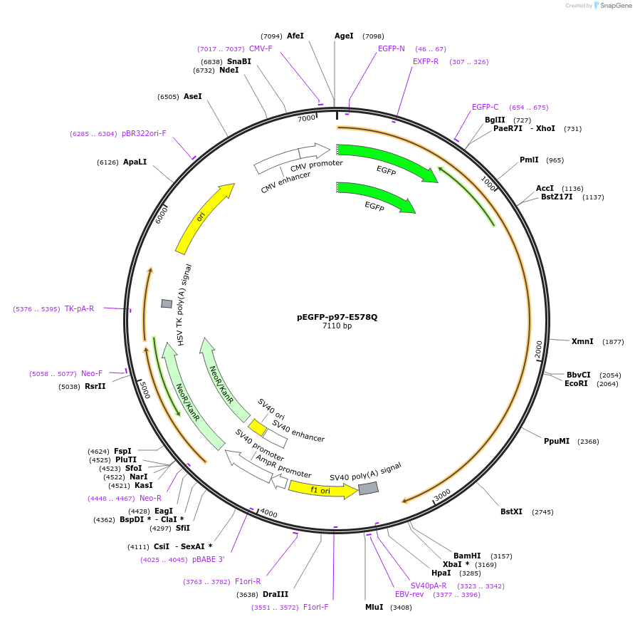 85672-plasmid-map-sequence-id-171258