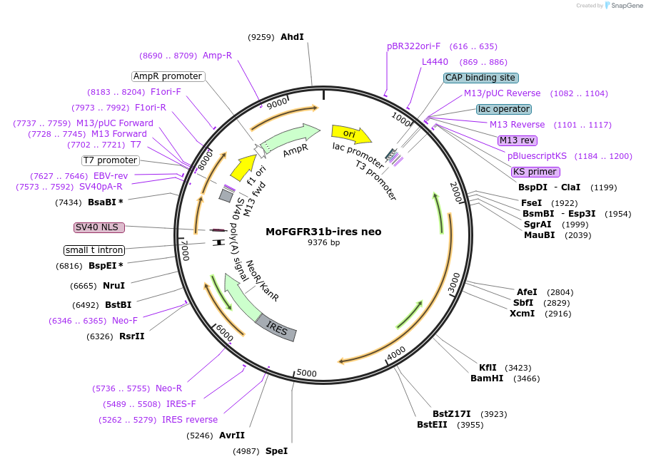 86495-plasmid-map-sequence-id-171263