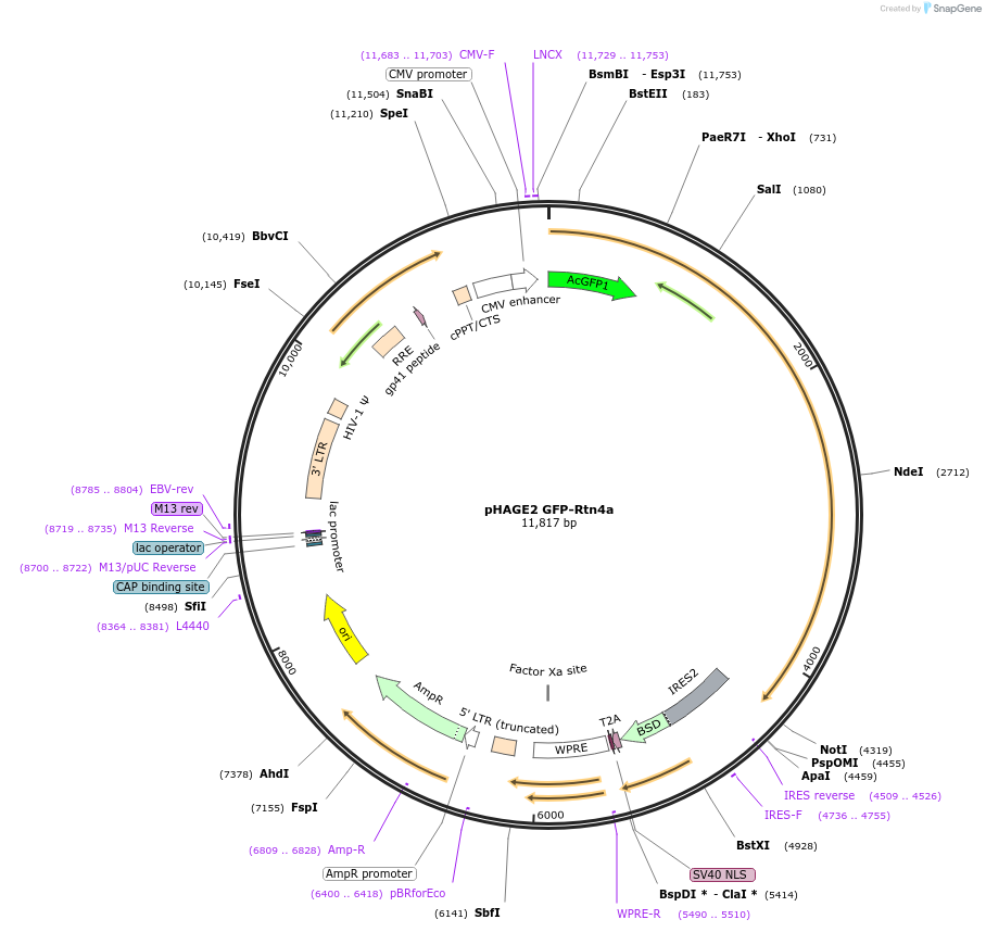 86684-plasmid-map-sequence-id-171268