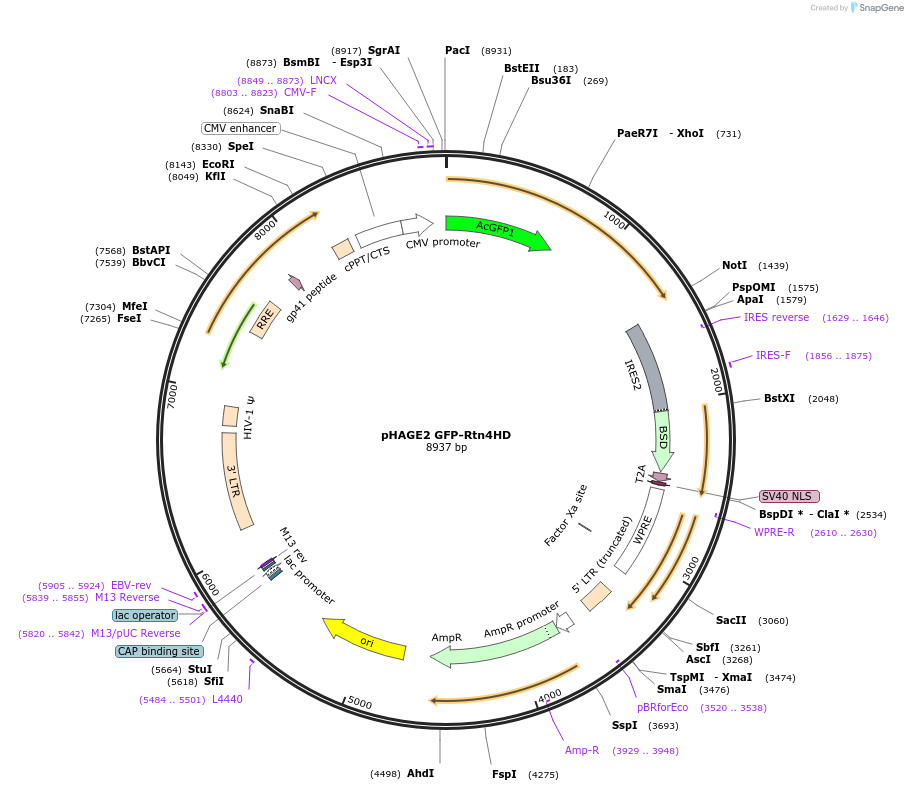 86686-plasmid-map-sequence-id-171274