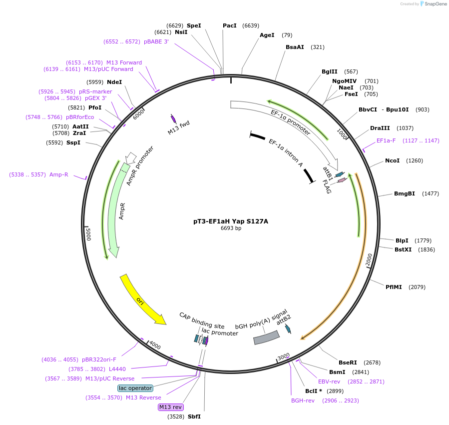 86497-plasmid-map-sequence-id-171283