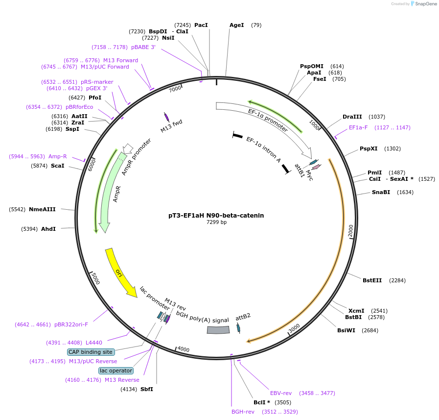 86499-plasmid-map-sequence-id-171286