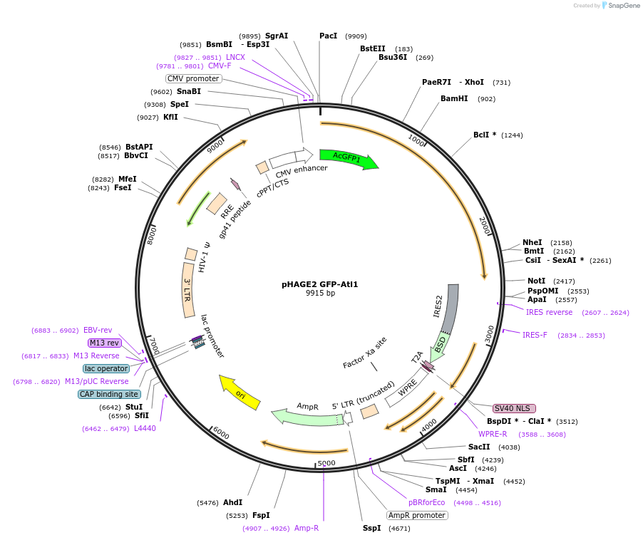86679-plasmid-map-sequence-id-171290