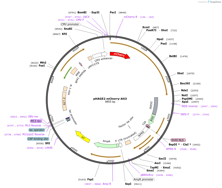 86680-plasmid-map-sequence-id-171291