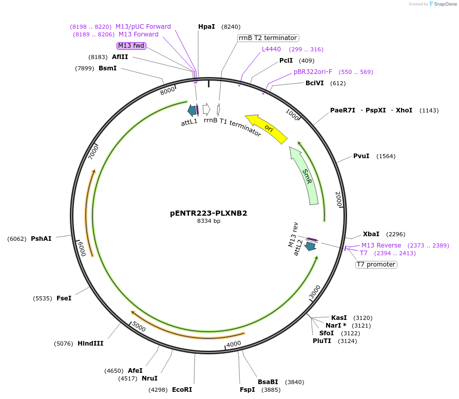 86236-plasmid-map-sequence-id-171299