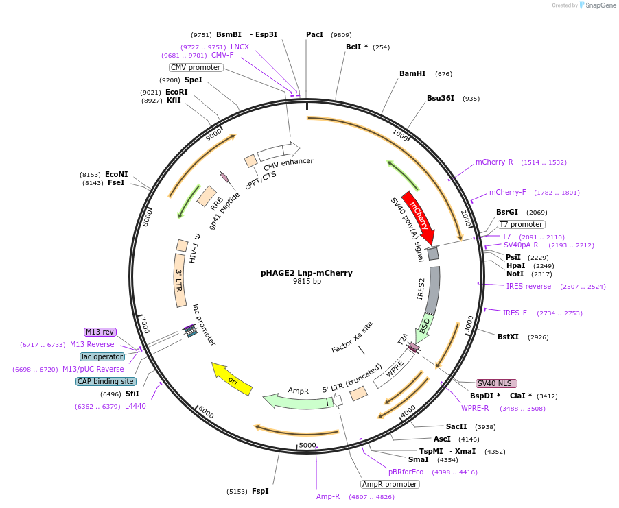 86687-plasmid-map-sequence-id-171317