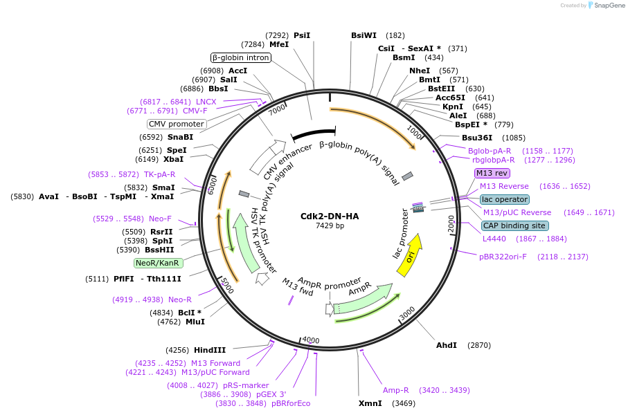 1885-plasmid-map-sequence-id-171318