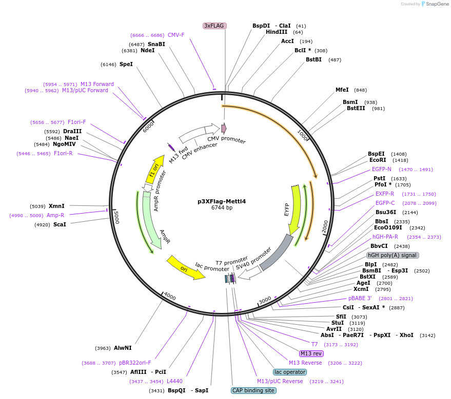 86665-plasmid-map-sequence-id-171324