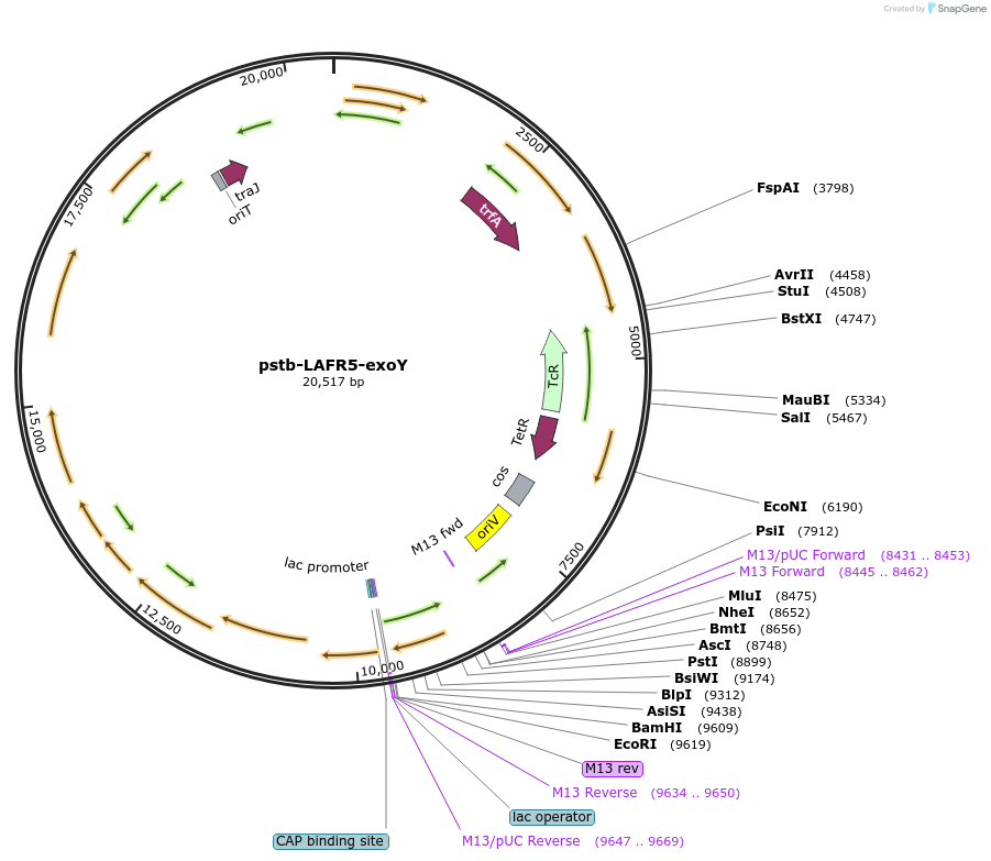 86170-plasmid-map-sequence-id-171330