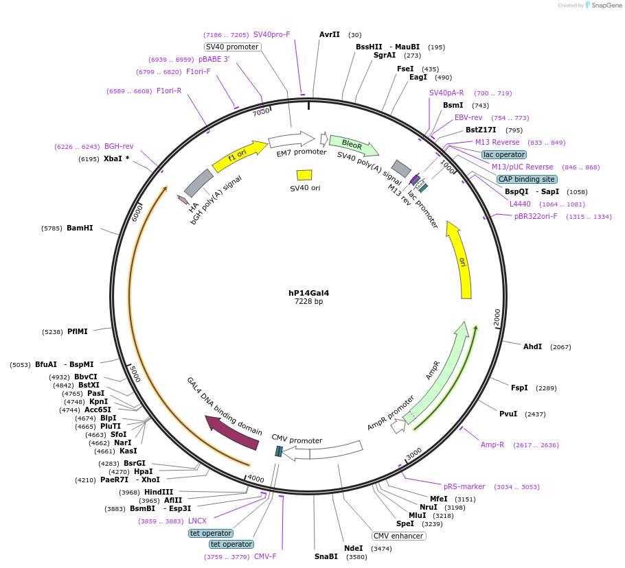 84364-plasmid-map-sequence-id-171335