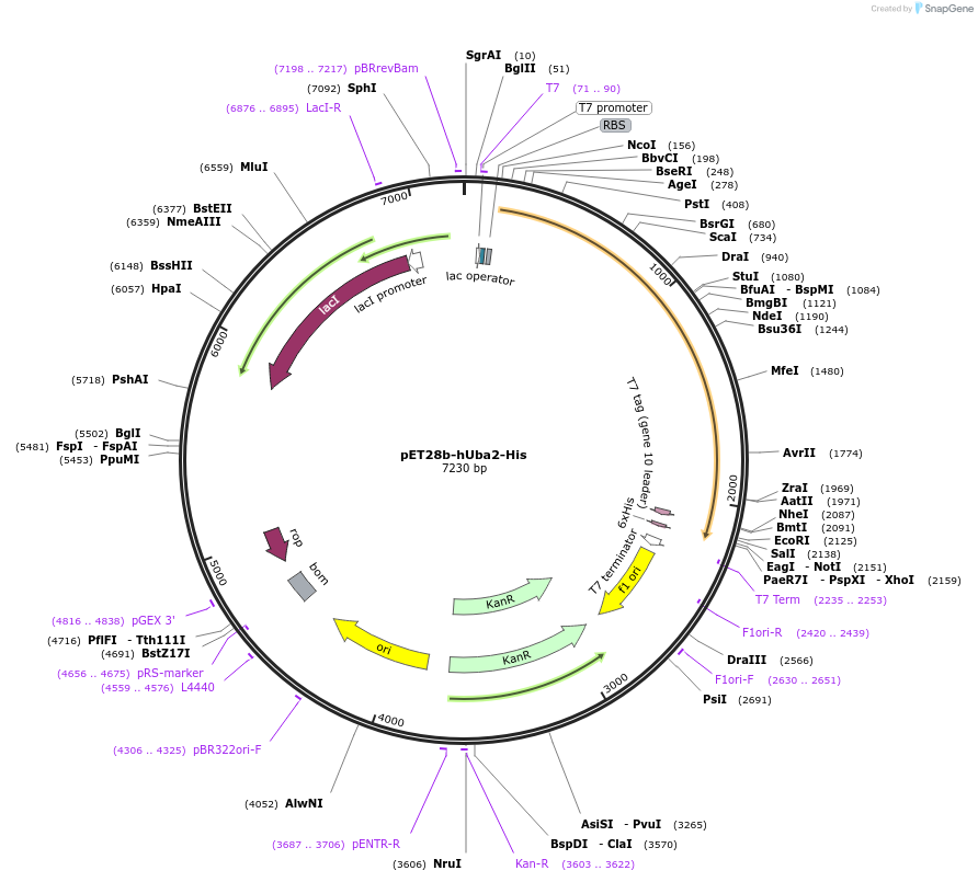53117-plasmid-map-sequence-id-171339