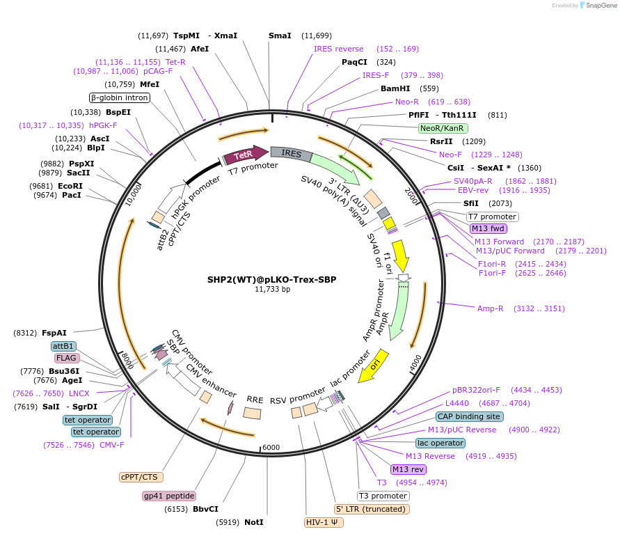 85457-plasmid-map-sequence-id-171379