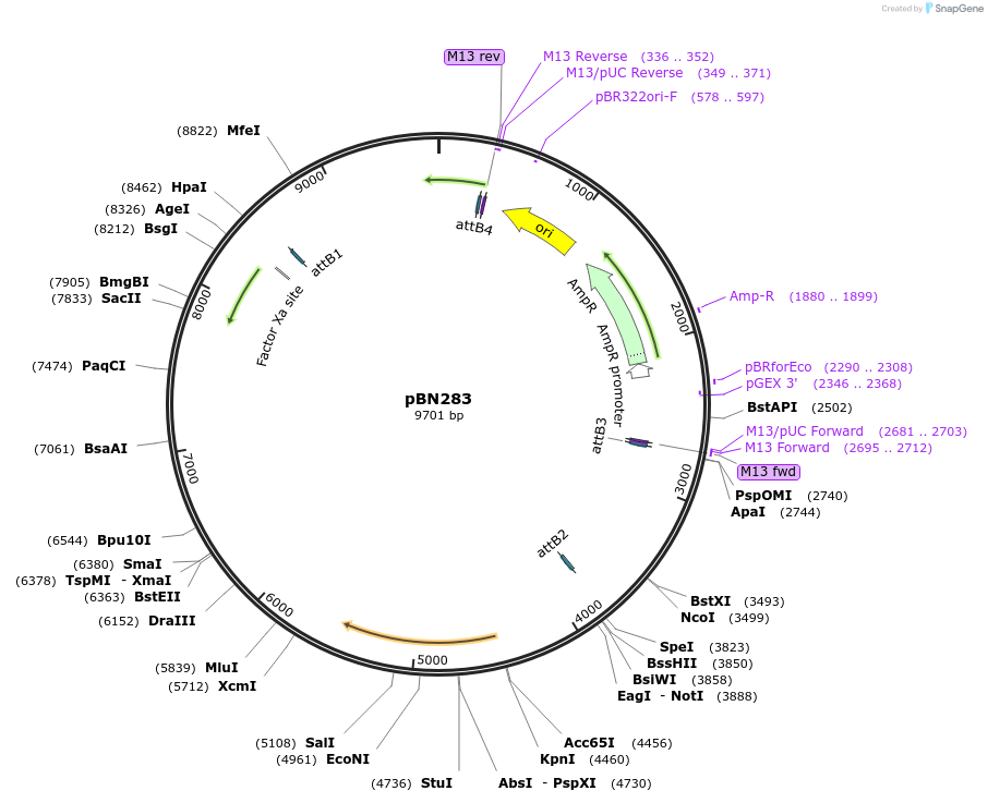 86728-plasmid-map-sequence-id-171402