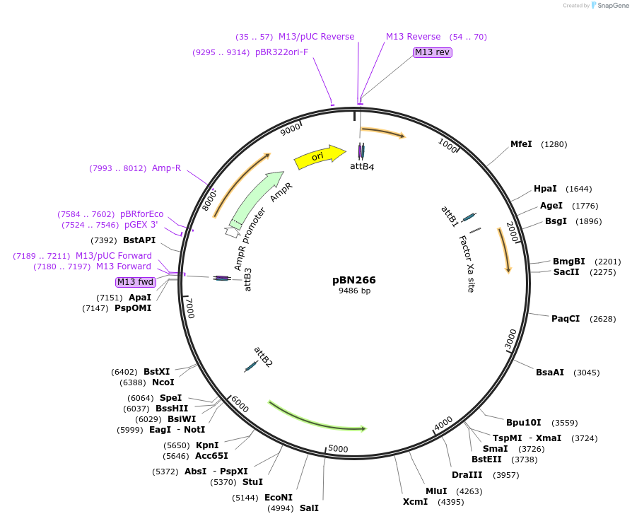 86732-plasmid-map-sequence-id-171403