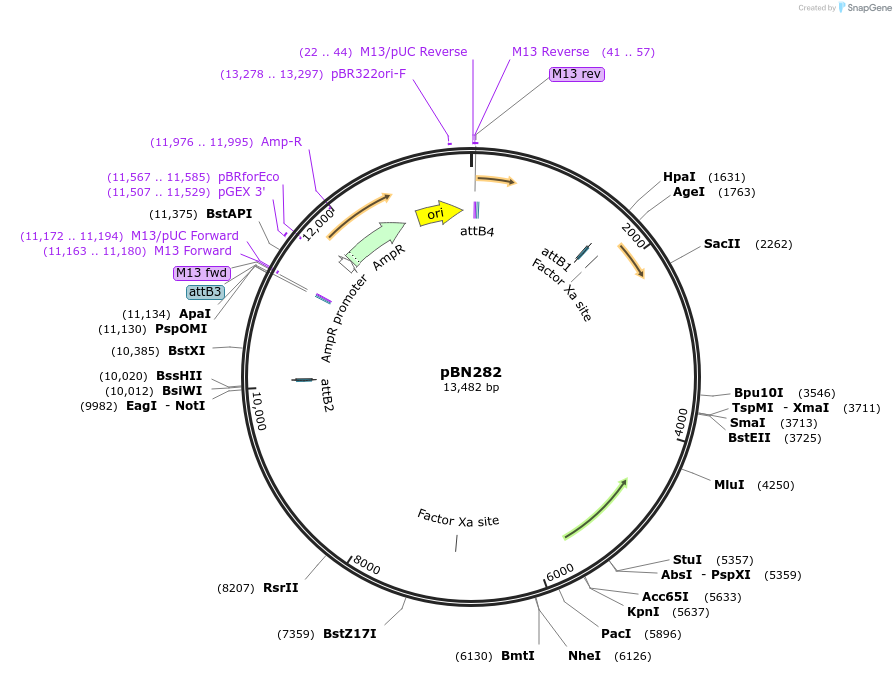 86727-plasmid-map-sequence-id-171406