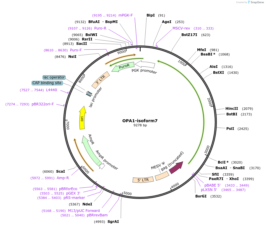 70179-plasmid-map-sequence-id-171430