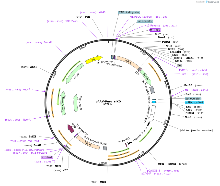 86696-plasmid-map-sequence-id-171431
