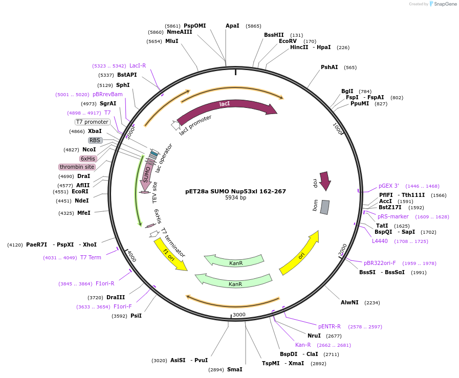 86002-plasmid-map-sequence-id-171435
