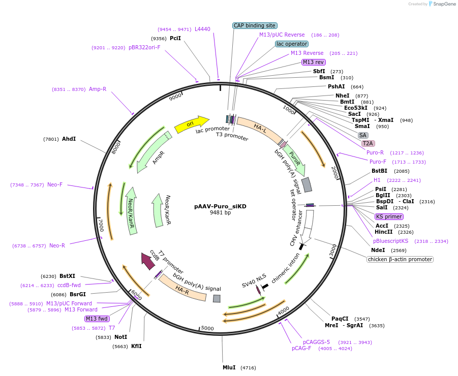 86695-plasmid-map-sequence-id-171440