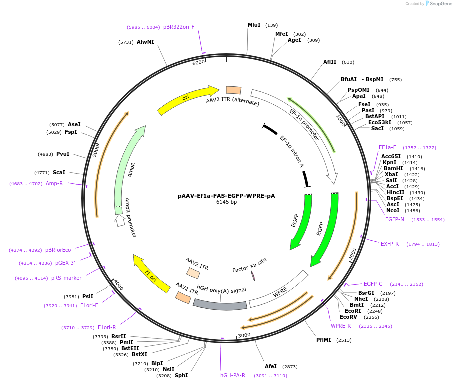 37091-plasmid-map-sequence-id-171447