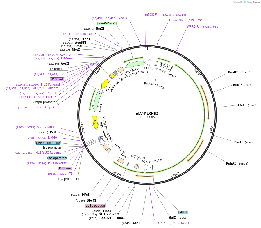 86237-plasmid-map-sequence-id-171468