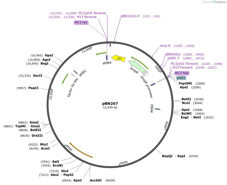 86723-plasmid-map-sequence-id-171477