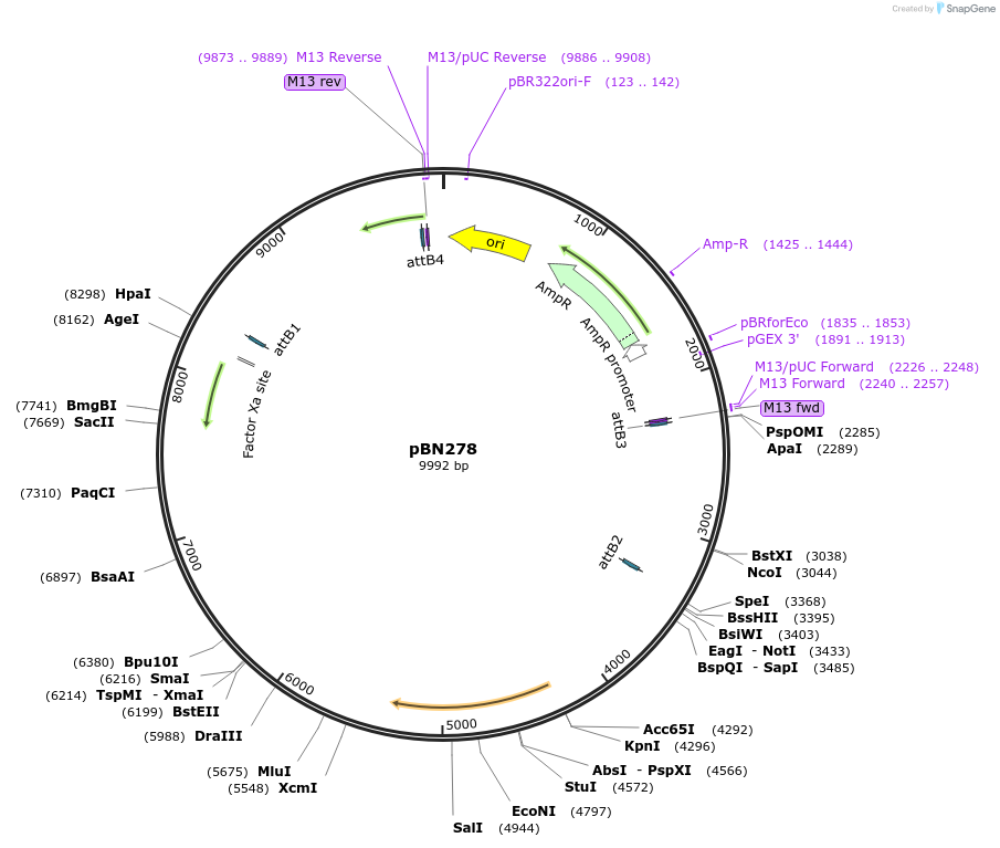 86724-plasmid-map-sequence-id-171482