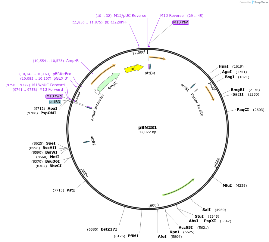 86726-plasmid-map-sequence-id-171483