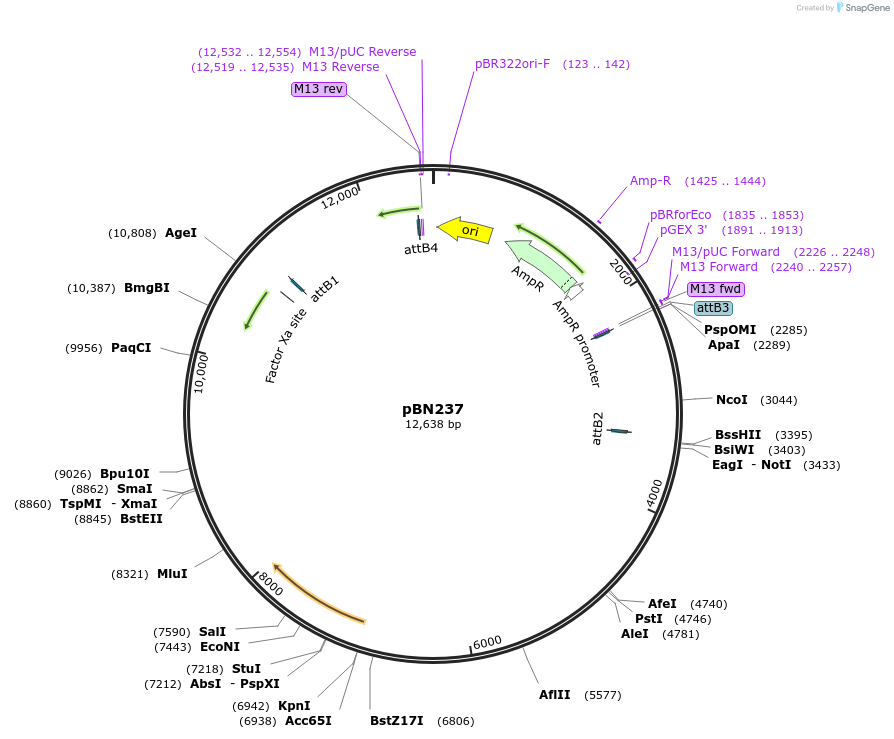 86719-plasmid-map-sequence-id-171488