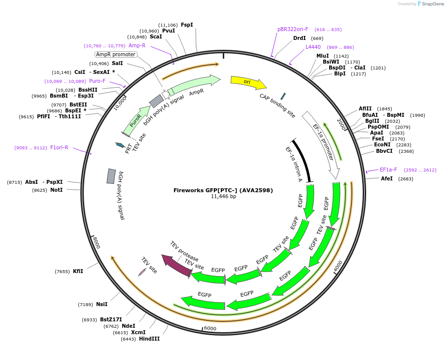 85445-plasmid-map-sequence-id-171491