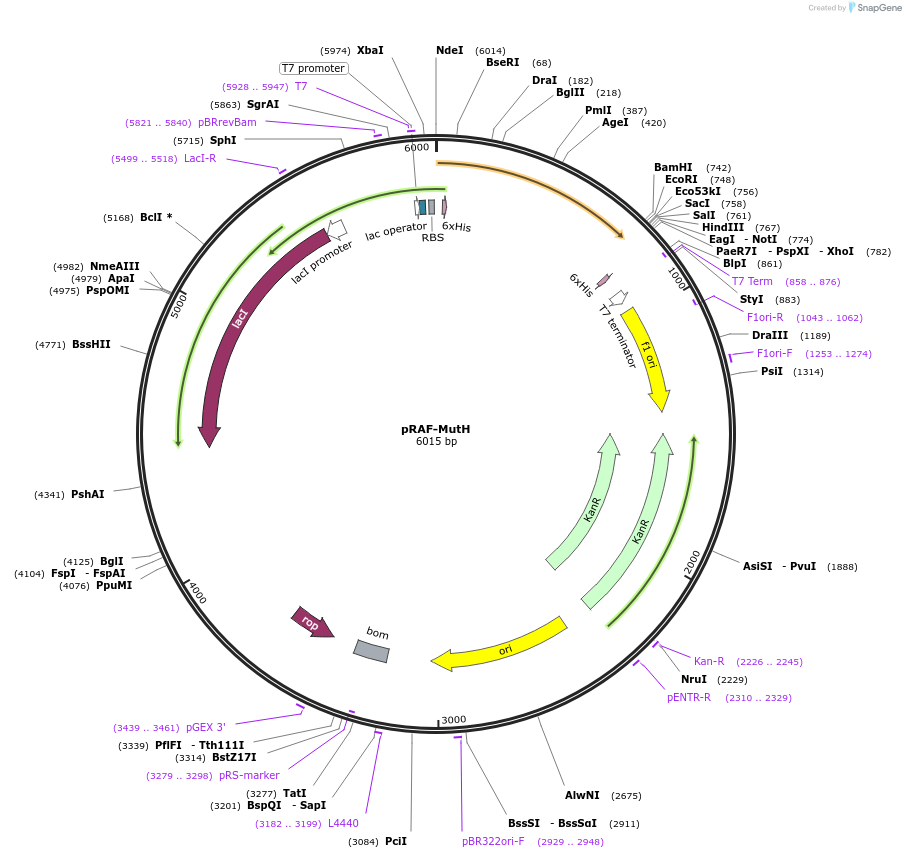 86609-plasmid-map-sequence-id-171504