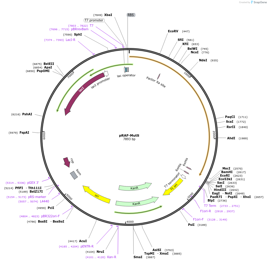 86605-plasmid-map-sequence-id-171505
