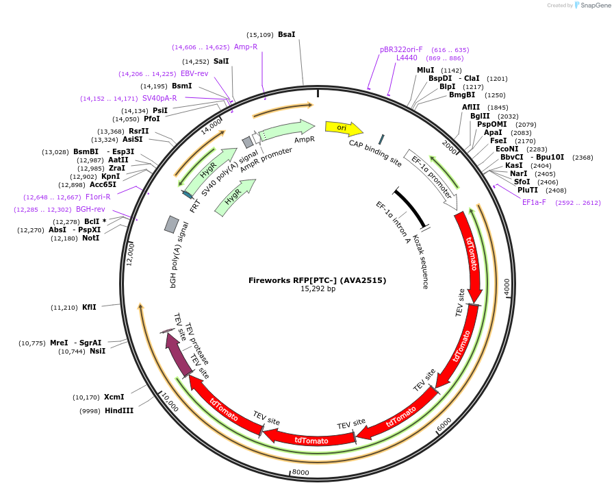 85443-plasmid-map-sequence-id-171526