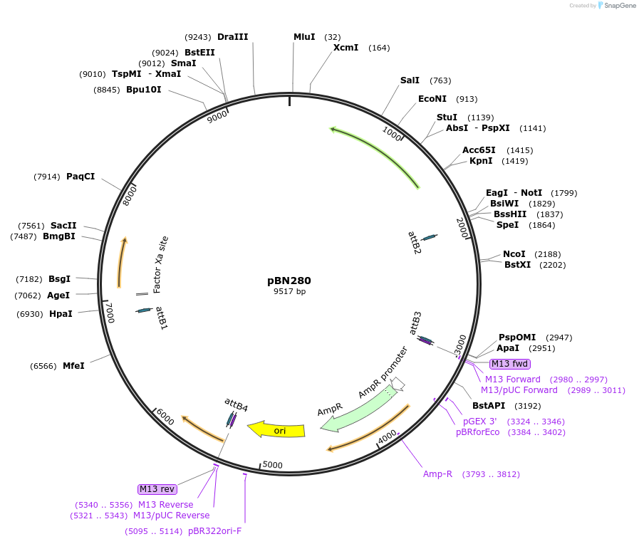 86731-plasmid-map-sequence-id-171528
