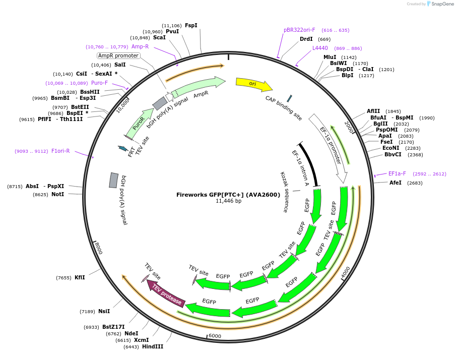 85446-plasmid-map-sequence-id-171530