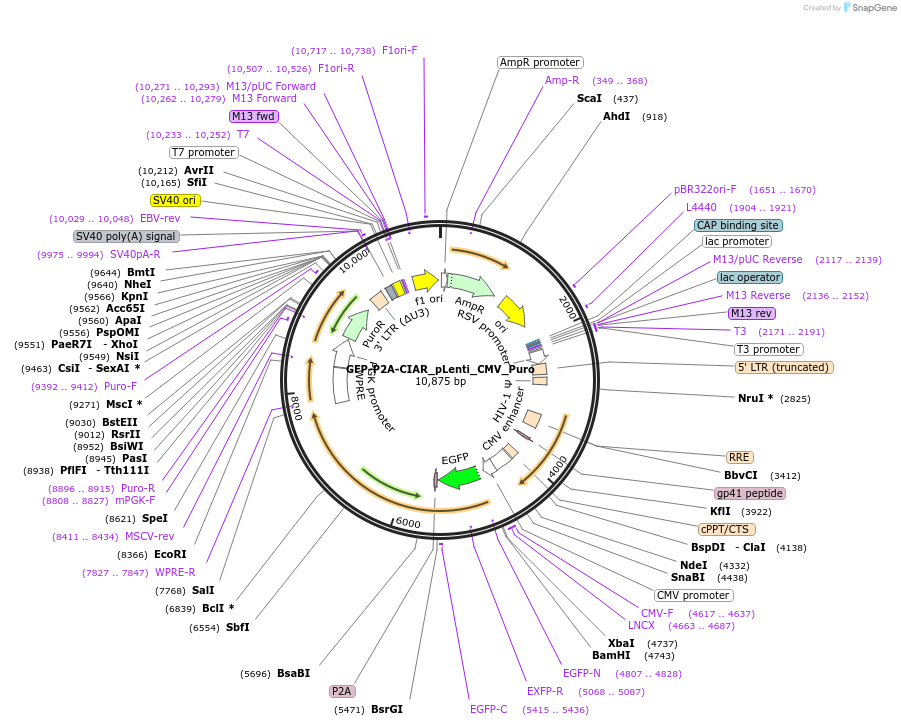 86503-plasmid-map-sequence-id-171531