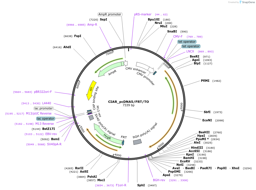 86502-plasmid-map-sequence-id-171532