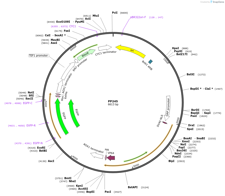 78965-plasmid-map-sequence-id-171563
