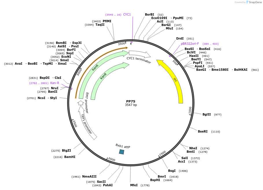 78945-plasmid-map-sequence-id-171564