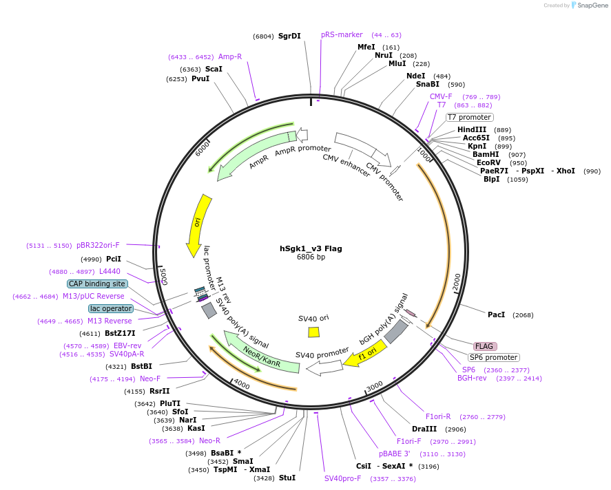86039-plasmid-map-sequence-id-171566
