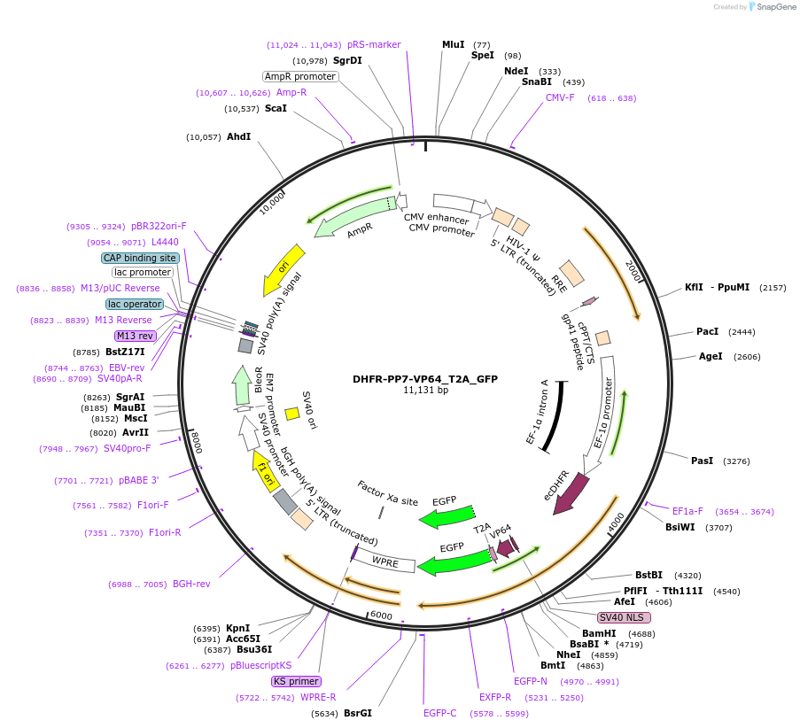 86167-plasmid-map-sequence-id-171569