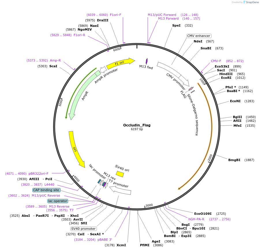 86042-plasmid-map-sequence-id-171570