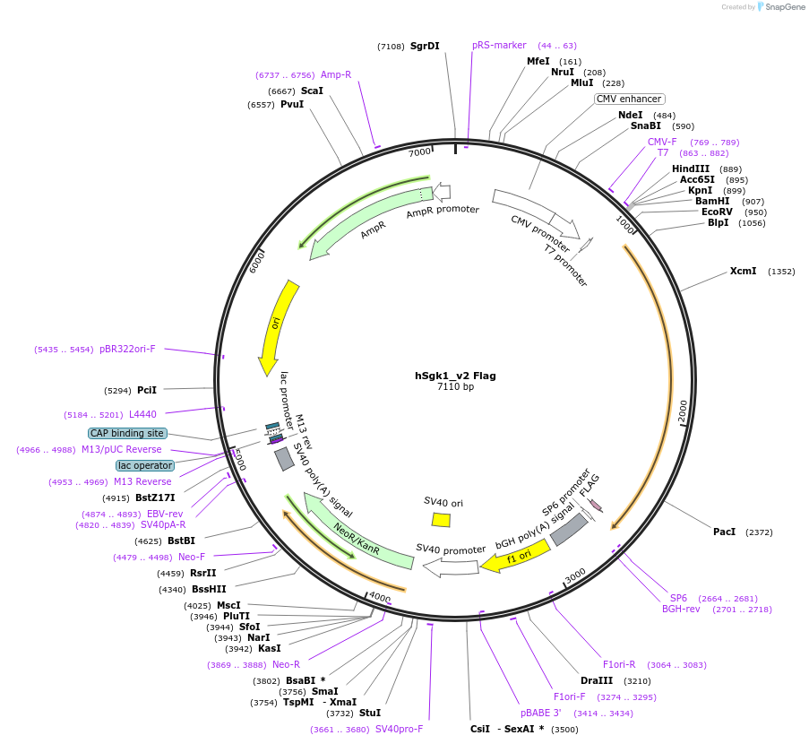 86040-plasmid-map-sequence-id-171574