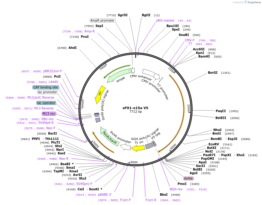 86045-plasmid-map-sequence-id-171578